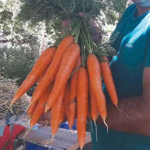 400 samen karotten - 400, presto